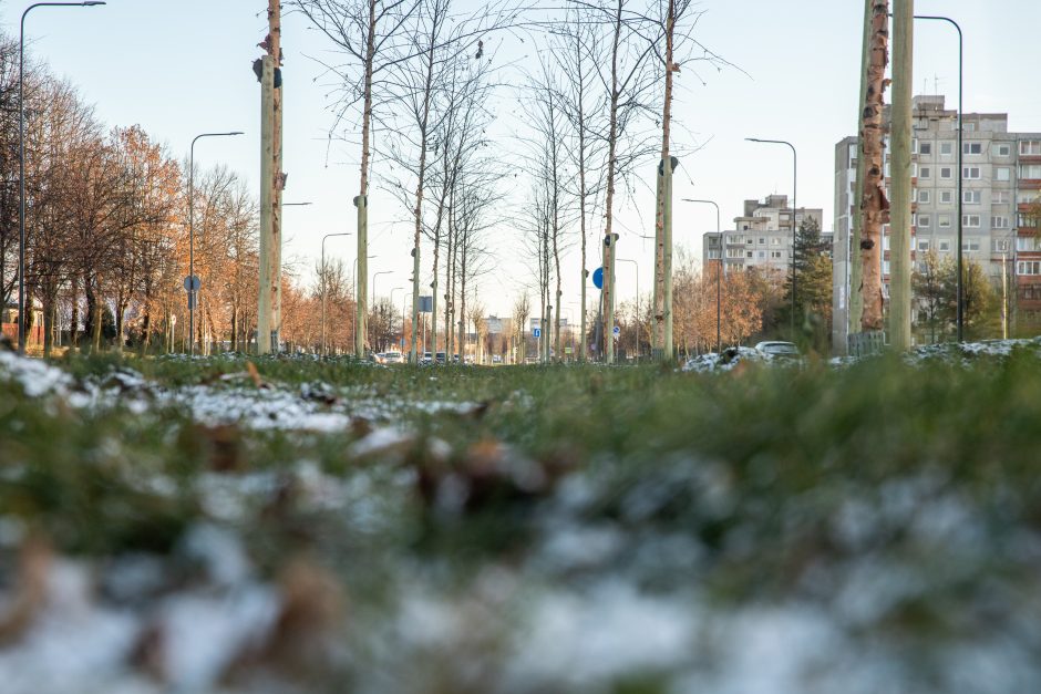 Prieš žiemą sodinami medeliai: ar ūgtelėję netrukdys saugiam eismui?