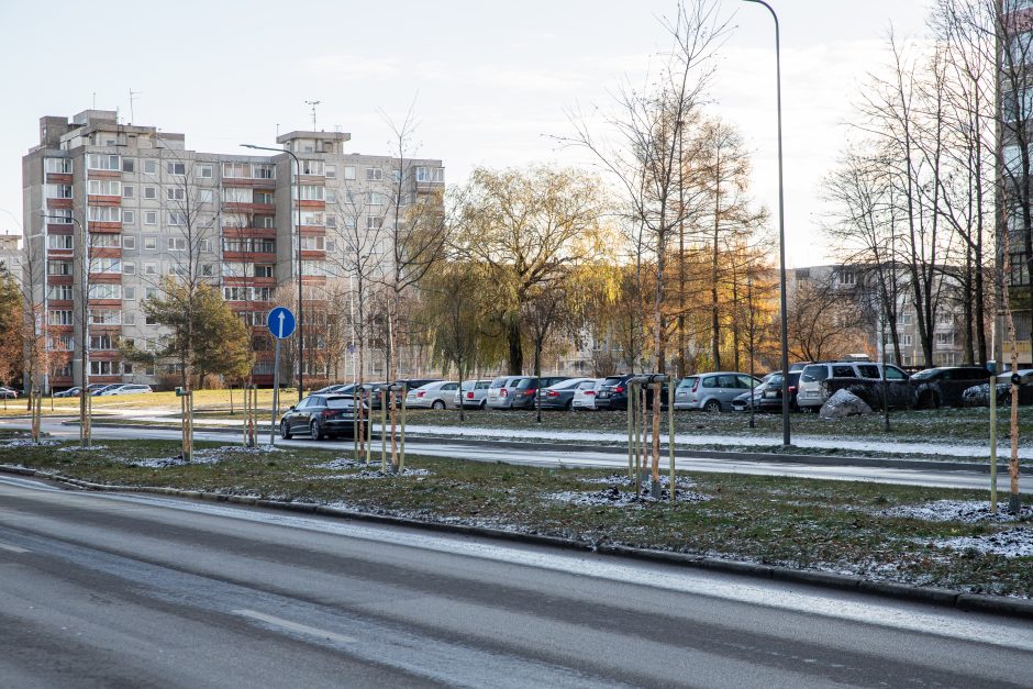 Prieš žiemą sodinami medeliai: ar ūgtelėję netrukdys saugiam eismui?