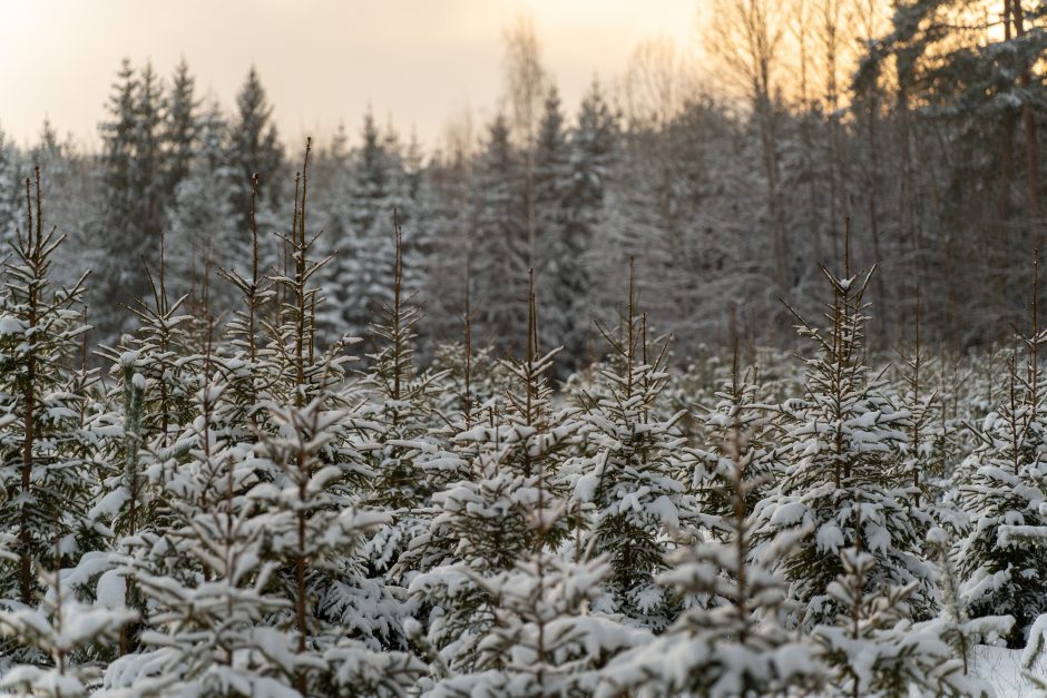 Nesibaigianti kova prieš Pakarklės miško karjerą: bendruomenės pozicija – neginčijama