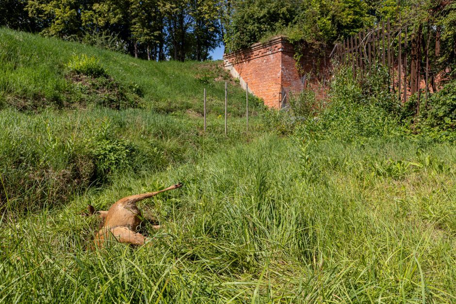 Dvokiančia stirnos gaišena jau pasirūpinta: ar žinotumėte, kur kreiptis?