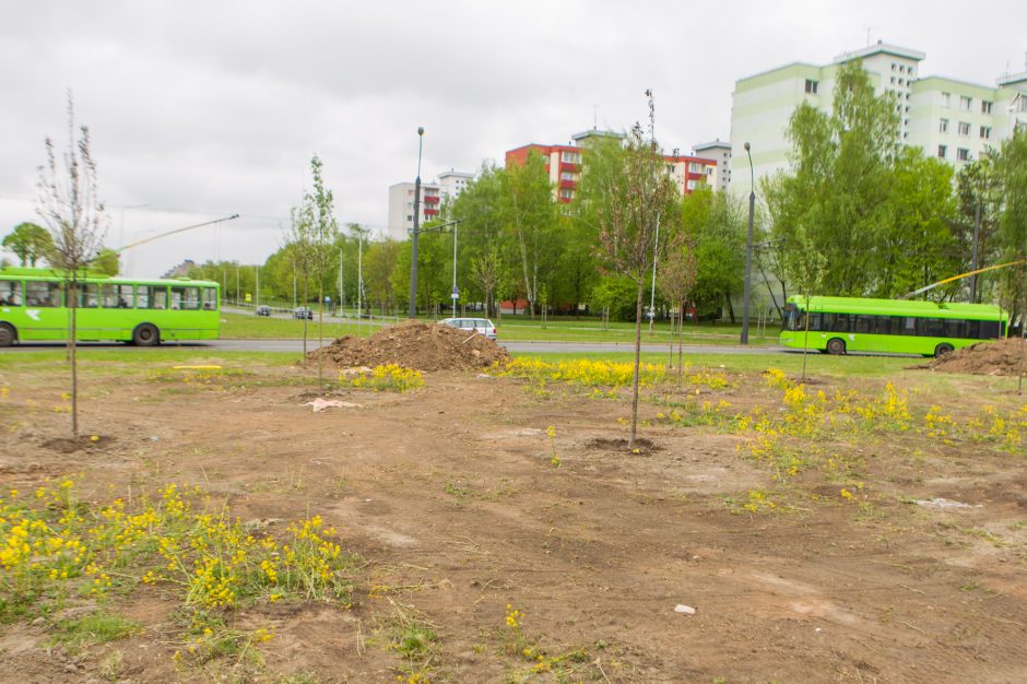 Žiedinėse sankryžose sodinami medeliai sukėlė kauniečiams klausimų