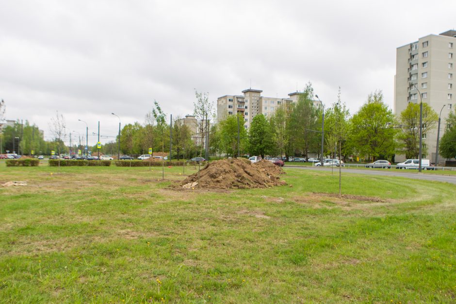 Žiedinėse sankryžose sodinami medeliai sukėlė kauniečiams klausimų