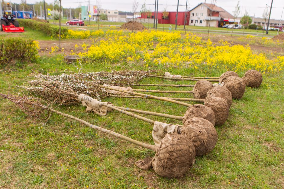 Žiedinėse sankryžose sodinami medeliai sukėlė kauniečiams klausimų