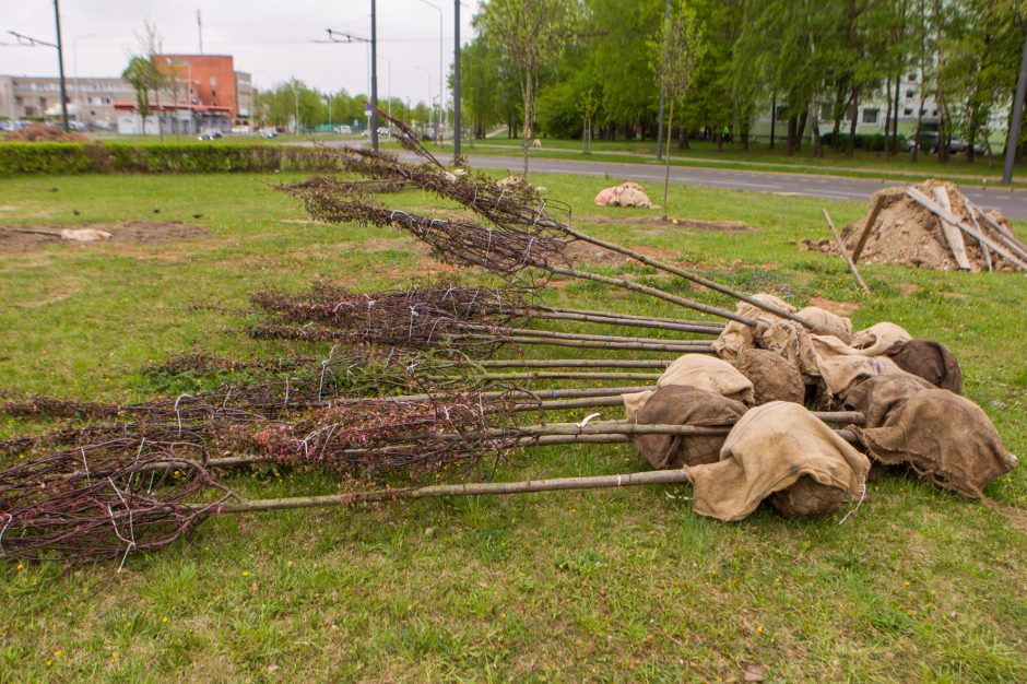 Žiedinėse sankryžose sodinami medeliai sukėlė kauniečiams klausimų