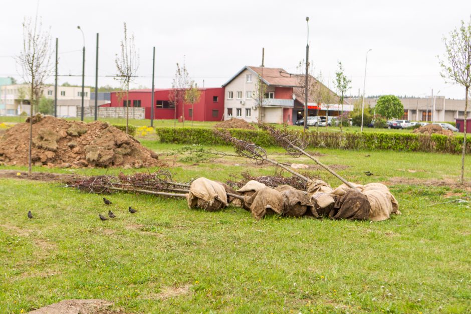 Žiedinėse sankryžose sodinami medeliai sukėlė kauniečiams klausimų