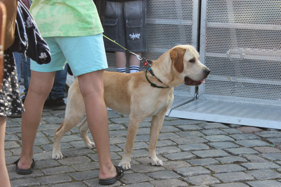 Valstybės dieną vainikuoja „Tautiška giesmė“ ir šventinis koncertas