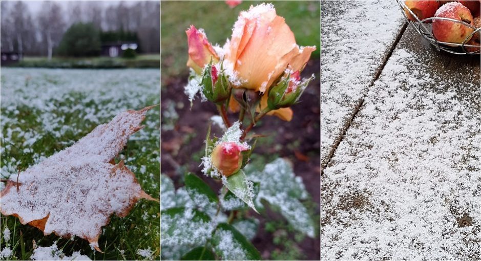 Žiema jau ant nosies: lietuviai fiksavo pirmąsias šio sezono snaiges