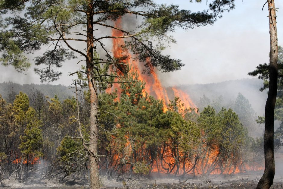 Kuršių nerijai gaisro padaryta žala viršija 46 mln. litų 