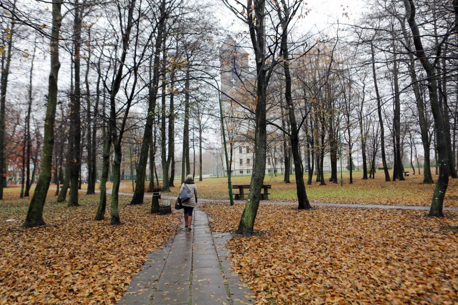 Uostamiesčio skvere tvarkys želdinius