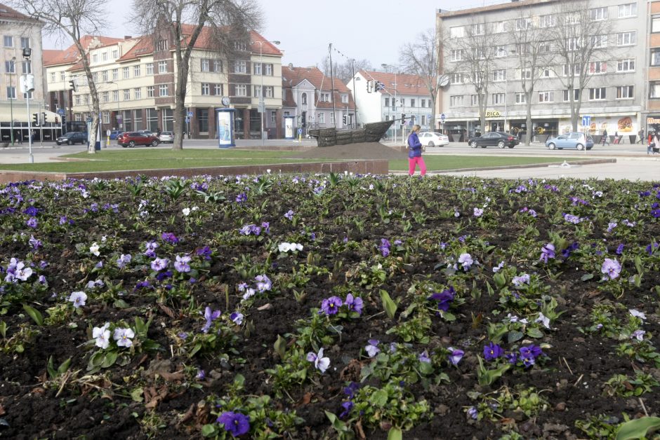 Klaipėdos miestui – madingi gėlynai