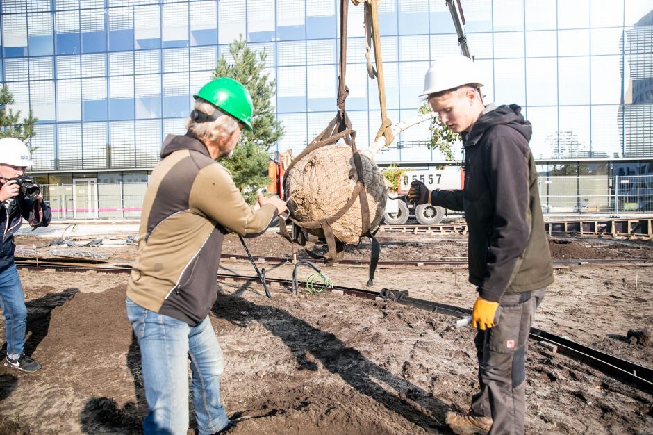 Ryškėja Vienybės aikštės vaizdas: pasodinti medžiai