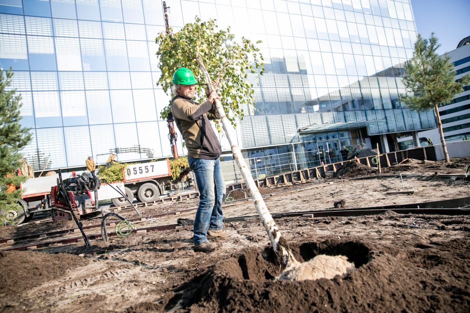 Ryškėja Vienybės aikštės vaizdas: pasodinti medžiai