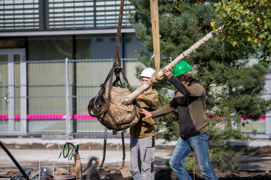 Ryškėja Vienybės aikštės vaizdas: pasodinti medžiai