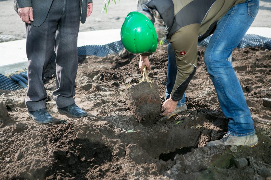 Ryškėja Vienybės aikštės vaizdas: pasodinti medžiai