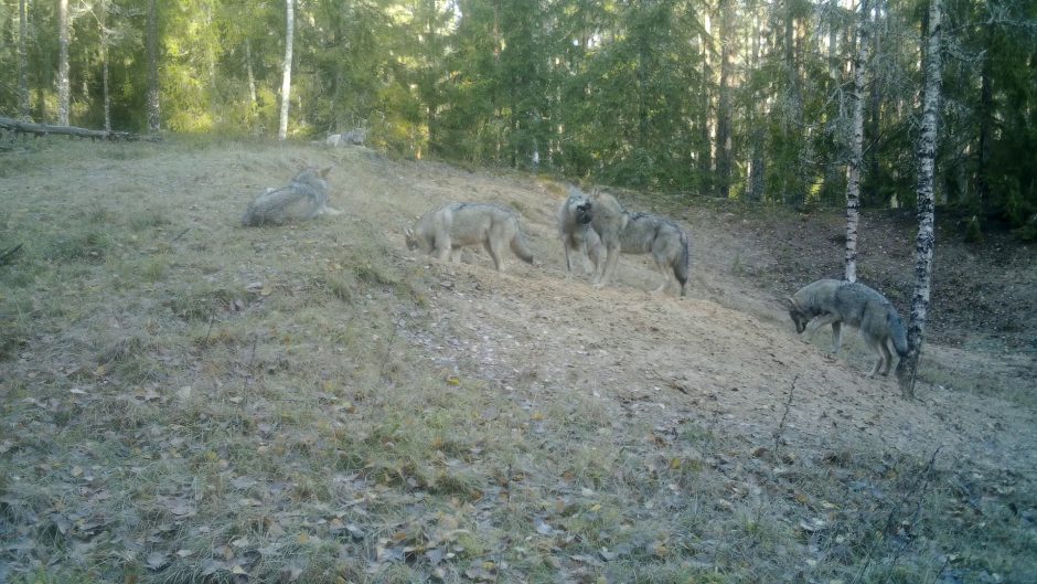 Sutikti vilką miške – mažas malonumas, tačiau stebėti juos per kamerą – tikras džiaugsmas