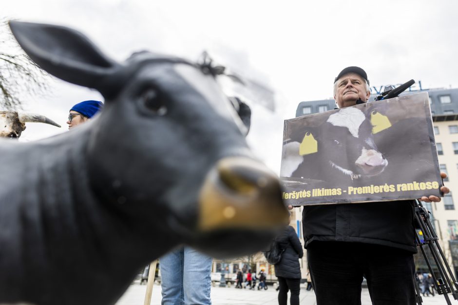 Protestuojantys pienininkai: ministrui turbūt reikėtų pasimuilinti ausis ir nusiplauti liežuvį