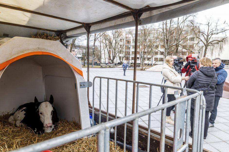 Protestuojantys pienininkai: ministrui turbūt reikėtų pasimuilinti ausis ir nusiplauti liežuvį