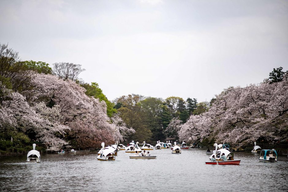 Japonijoje dėl klimato kaitos – pats ankstyviausias sakurų žydėjimo sezonas