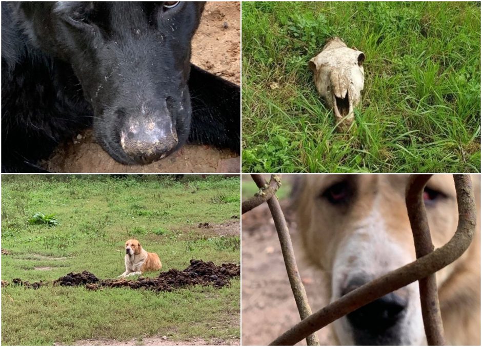 Ž. Pinskuvienė: tai, ką šiandien pamatėme, sukrečia