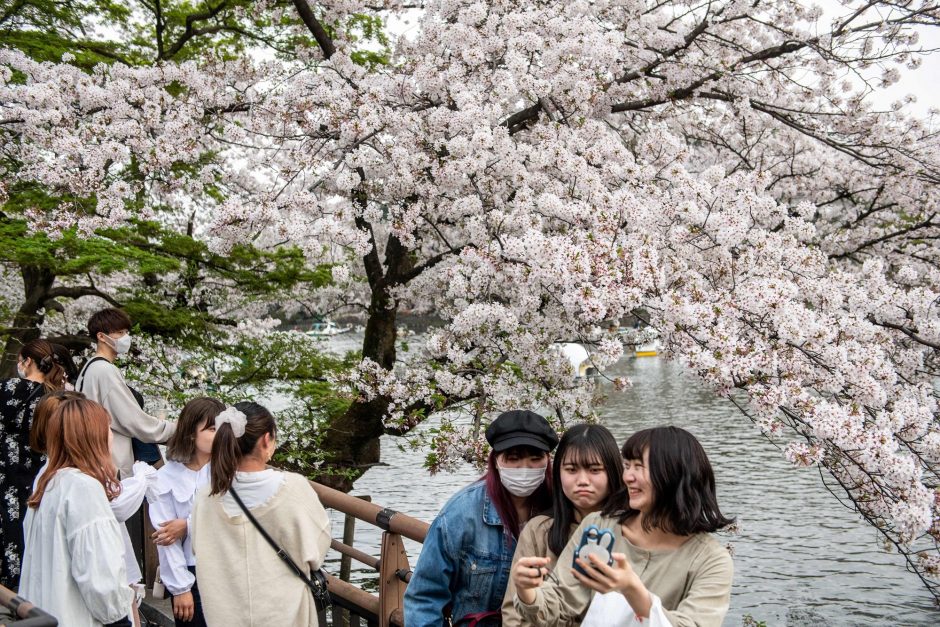 Japonijoje dėl klimato kaitos – pats ankstyviausias sakurų žydėjimo sezonas