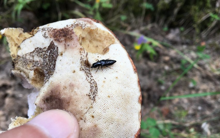 Kviečia ieškoti ne tik baravykų: suraskite Manerheimo grybinuką