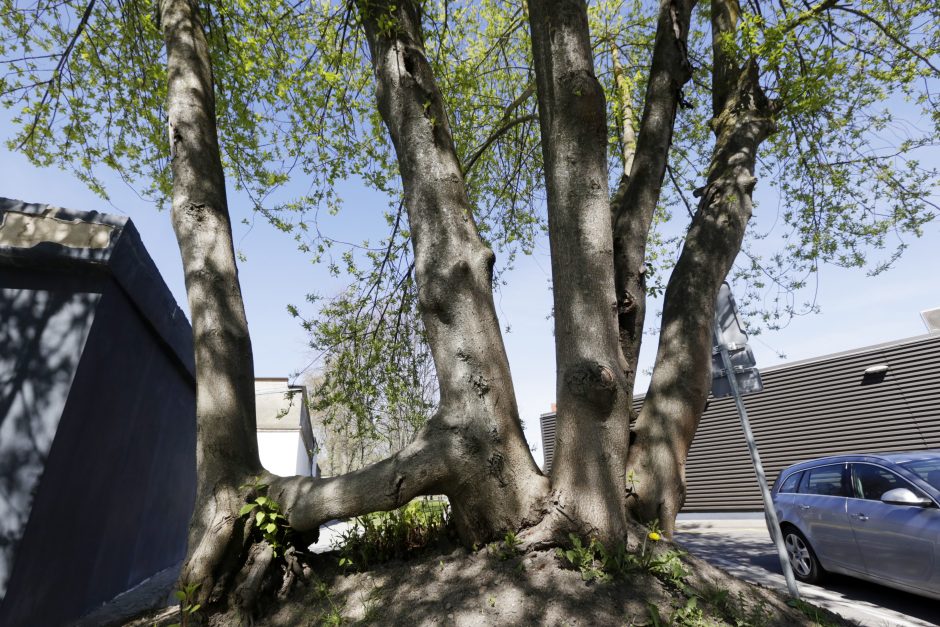 Gamta kuria meno šedevrus: Klaipėdoje – medžių suoliukas