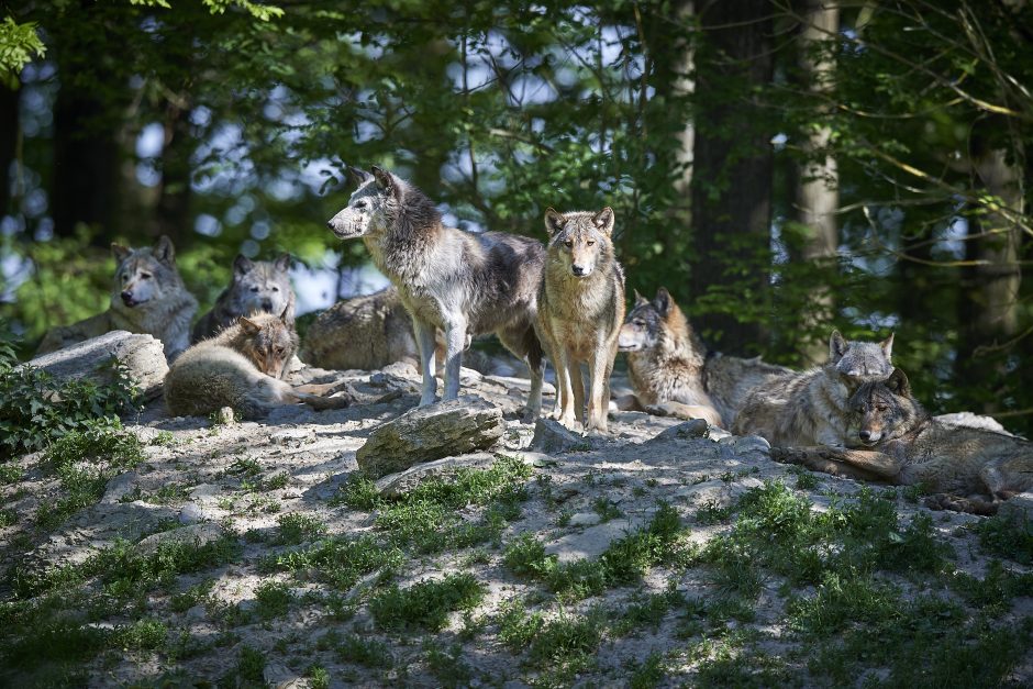 Vilkams – jūrinių gyvūnų dieta