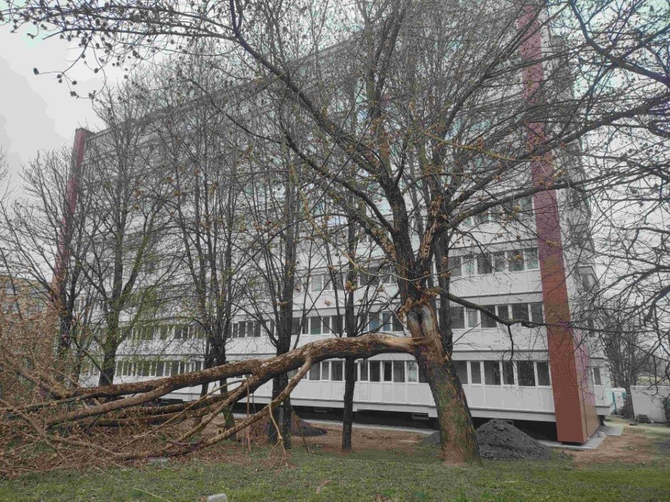 Klaipėdiečiai piktinasi dėl nulūžusios medžio šakos: nepašalinama daugiau nei metus