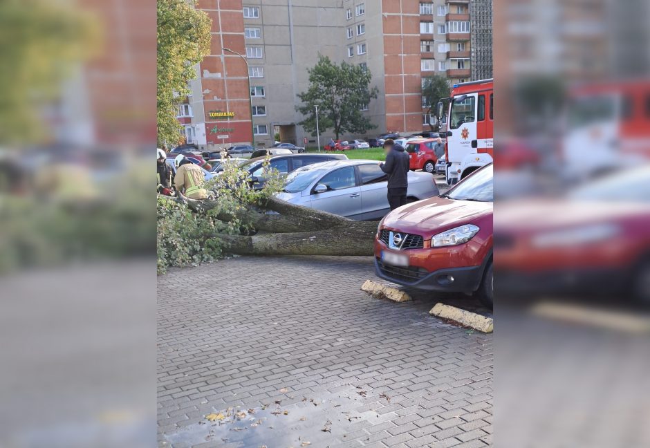 Pajūryje medžiai vėl daužė automobilius