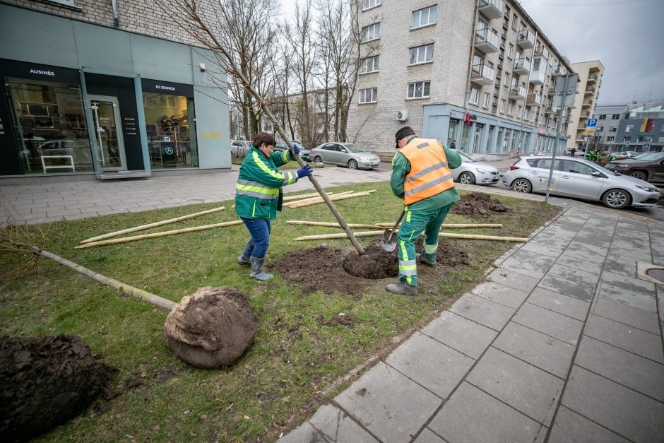 Gedimino prospekte bus pakeista 17 nudžiūvusių liepų