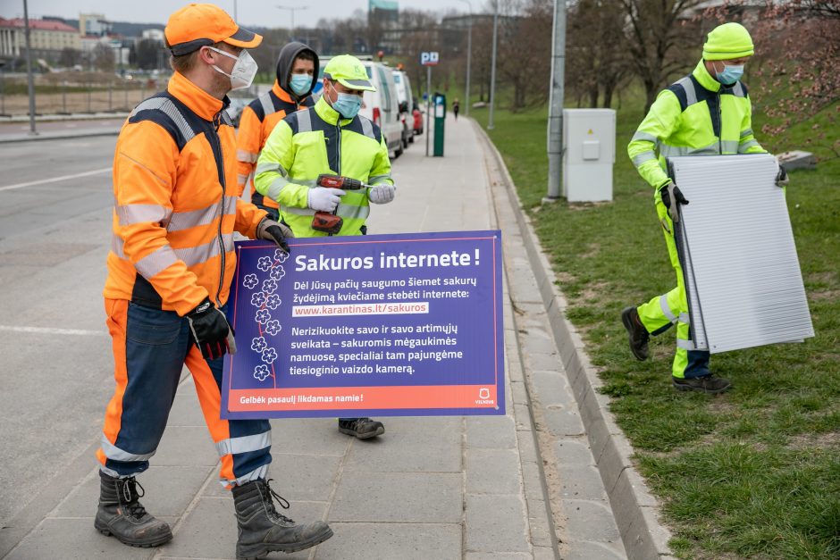 Sakurų žydėjimas kitaip: Vilnius siūlo transliaciją internetu