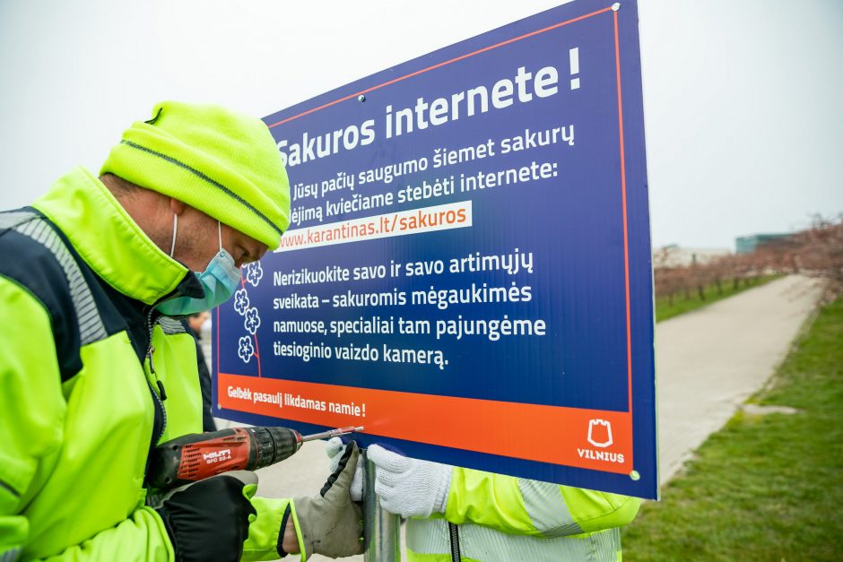 Sakurų žydėjimas kitaip: Vilnius siūlo transliaciją internetu