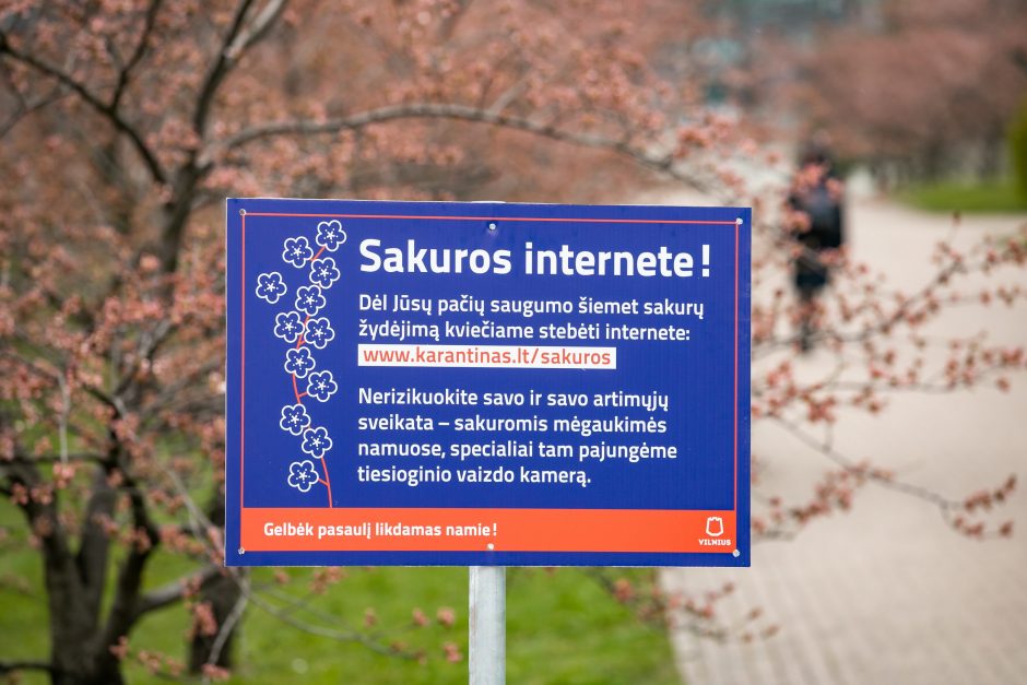 Sakurų žydėjimas kitaip: Vilnius siūlo transliaciją internetu