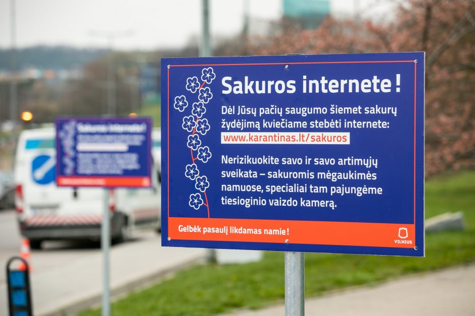 Sakurų žydėjimas kitaip: Vilnius siūlo transliaciją internetu