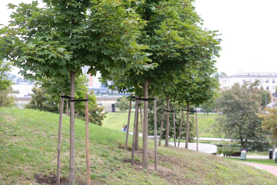 Žaliasis Vilnius: asmenines ir įmonių šventes miestiečiai įamžina sodinukais