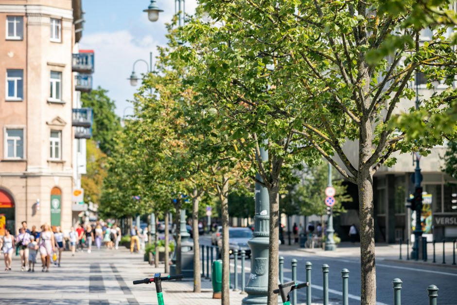 Gedimino prospekte bus pakeista 17 nudžiūvusių liepų