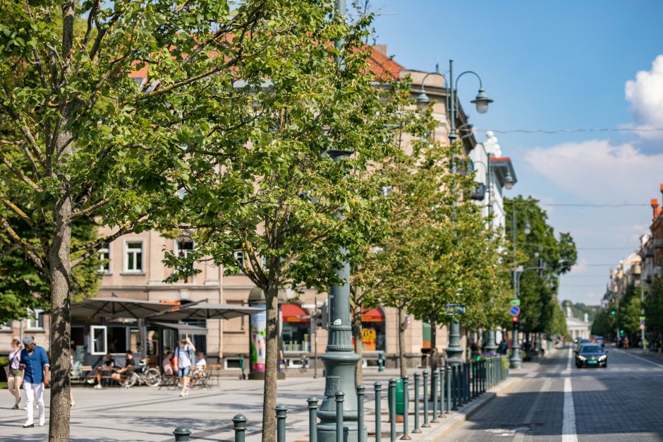 Gedimino prospekte bus pakeista 17 nudžiūvusių liepų