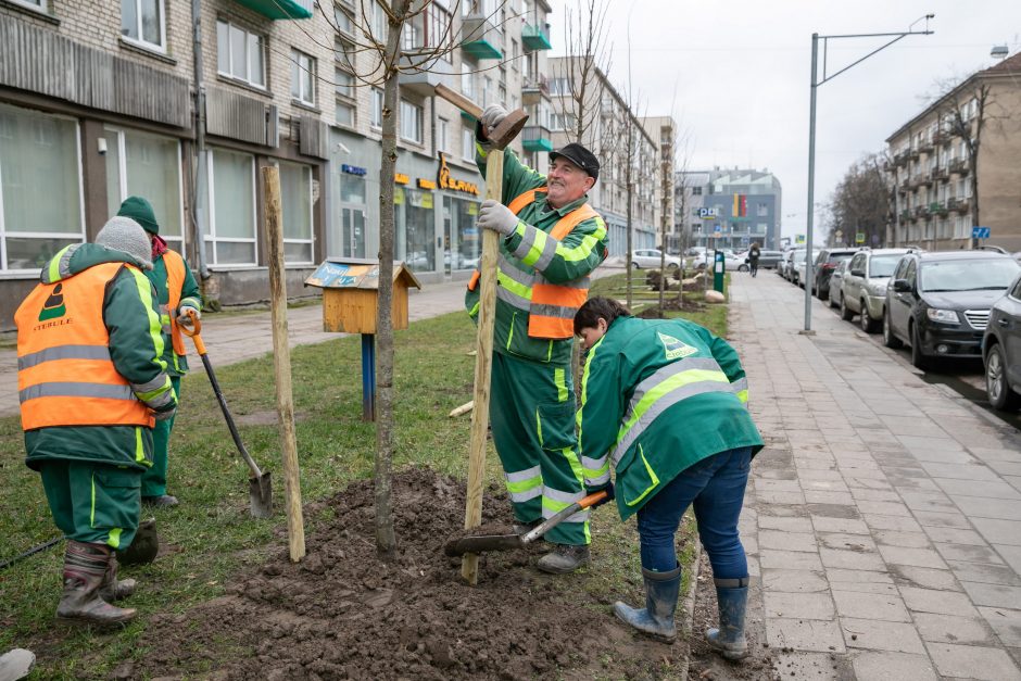 Šį pavasarį Vilniuje sodinama daugiau kaip 1000 medžių