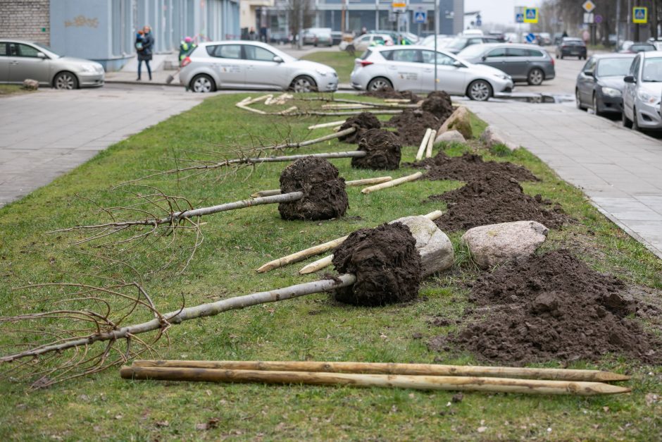 Šį pavasarį Vilniuje sodinama daugiau kaip 1000 medžių