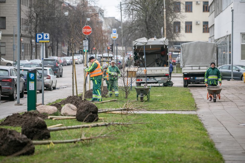 Šį pavasarį Vilniuje sodinama daugiau kaip 1000 medžių