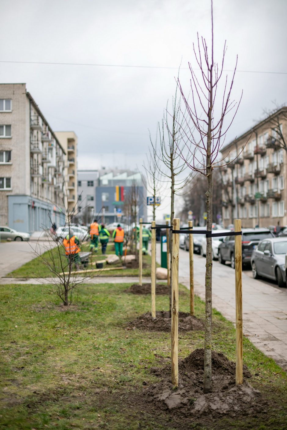 Šį pavasarį Vilniuje sodinama daugiau kaip 1000 medžių