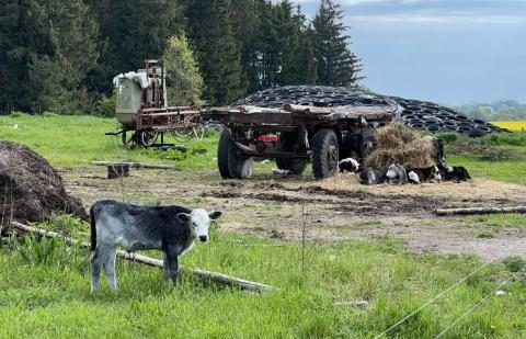 Nepateisinamas elgesys ir savivalė su galvijais užtrauks griežtas sankcijas