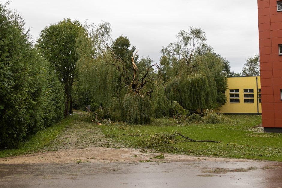 Audra smogė Žagarei: užvirtus medžiui žuvo moteris