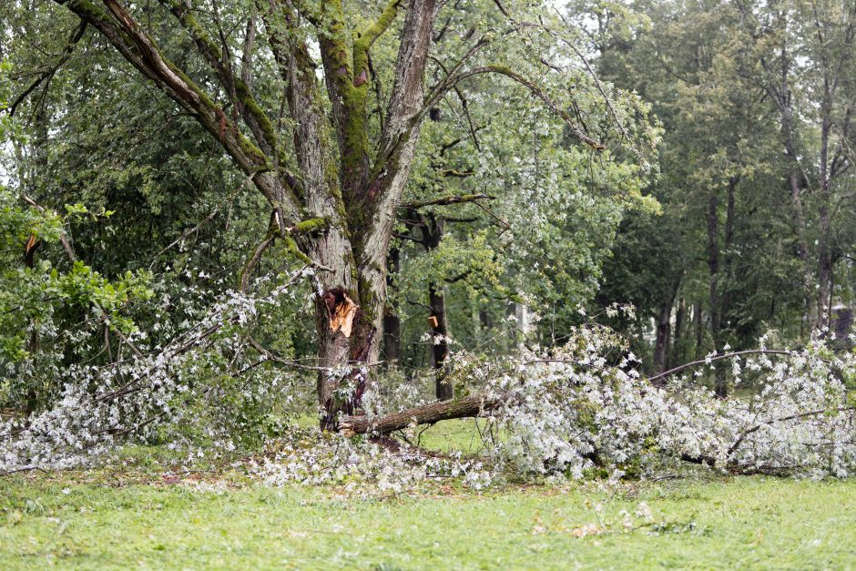 Audra smogė Žagarei: užvirtus medžiui žuvo moteris