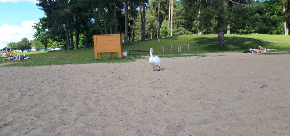 Kauno marių paplūdimio poilsiautojus stebina drąsi gulbė