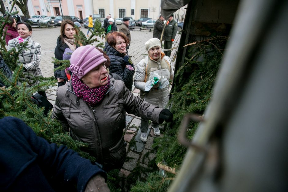 Į kauniečių namus iškeliavo tūkstančiai eglių šakų