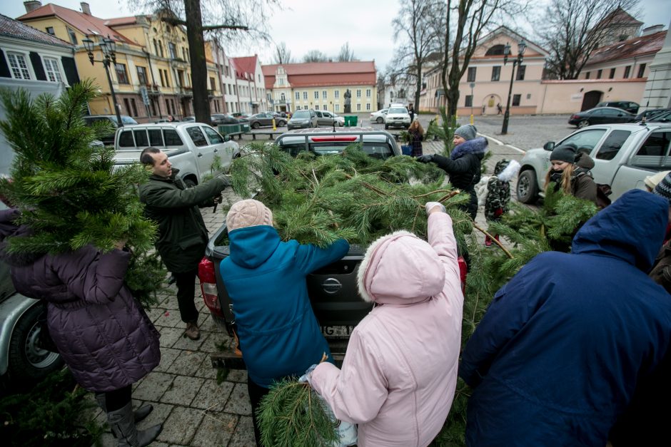 Į kauniečių namus iškeliavo tūkstančiai eglių šakų