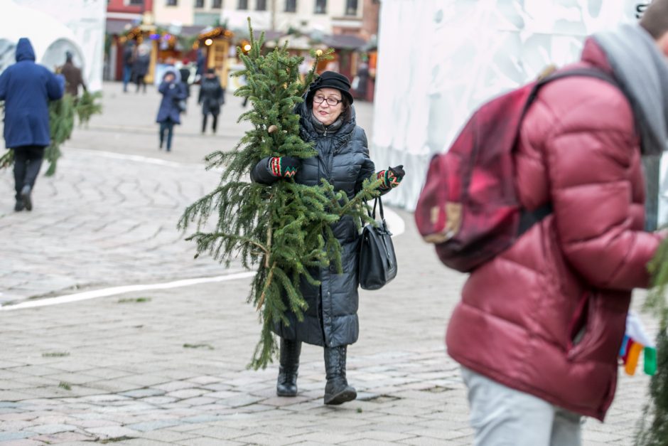 Į kauniečių namus iškeliavo tūkstančiai eglių šakų