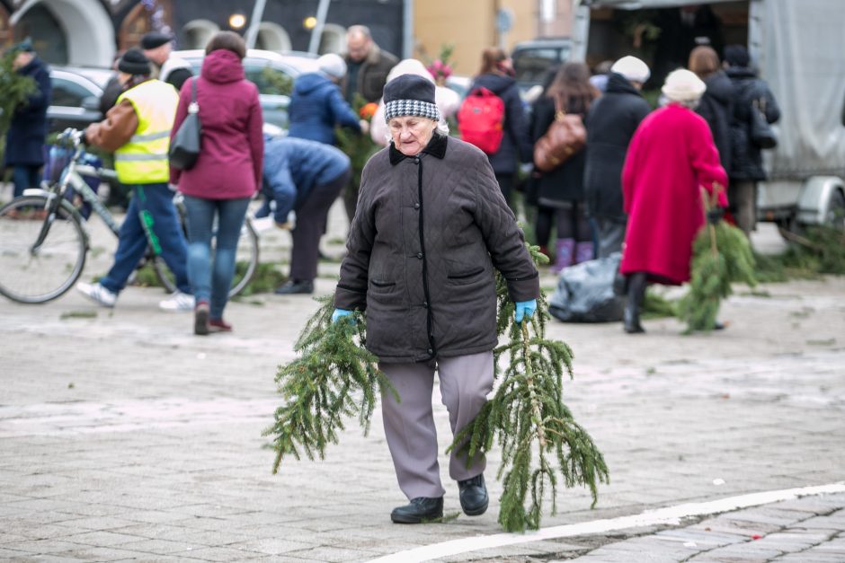 Į kauniečių namus iškeliavo tūkstančiai eglių šakų