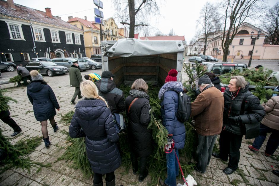 Į kauniečių namus iškeliavo tūkstančiai eglių šakų